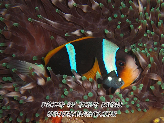 Domino and two bar anemone fish in an anemone